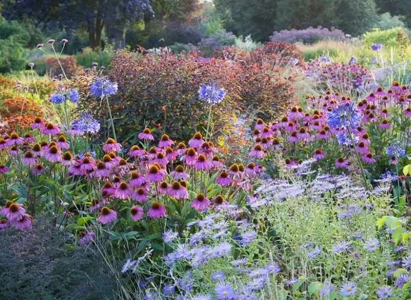 An august garden displaying a variety of flowers in shades of red, blue and purple.