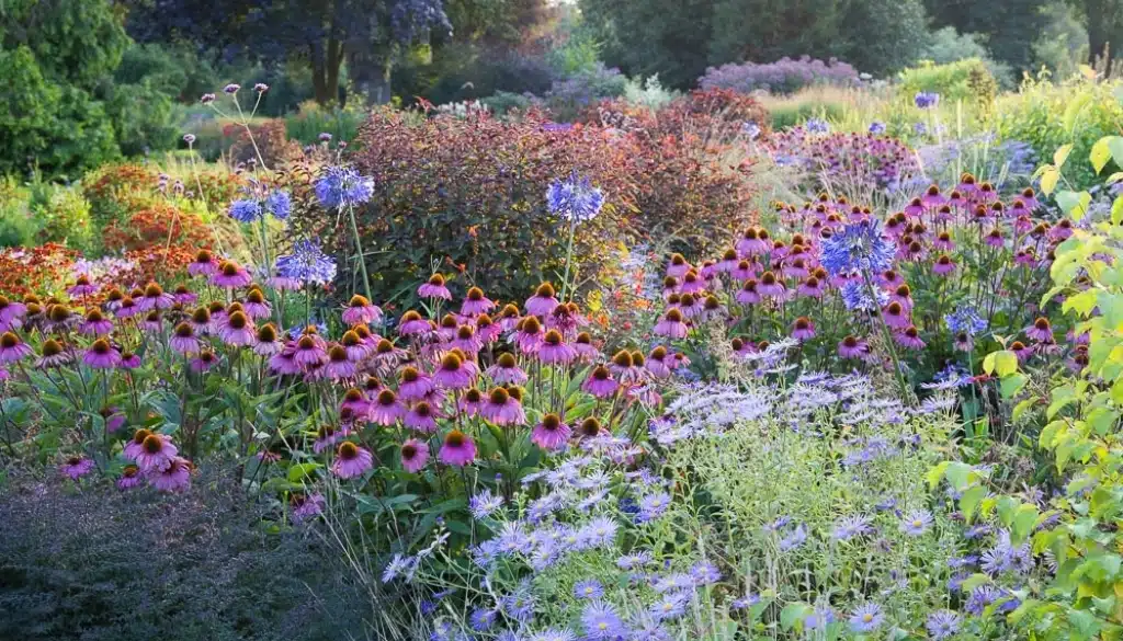 Things to do in your garden in August