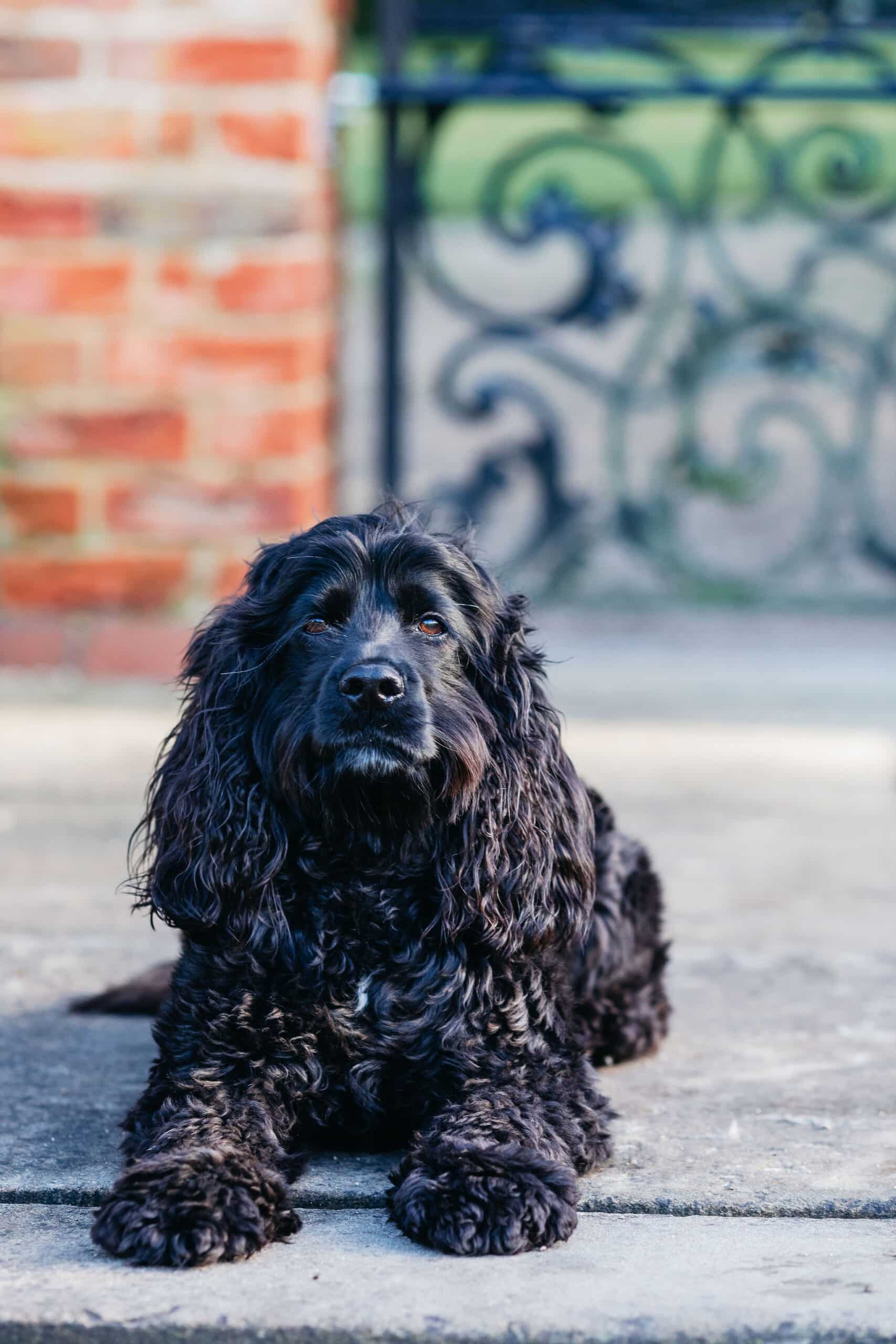 Enjoying Outdoor Living with a Dog-Friendly Garden